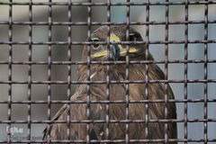 افتتاح باغ پرندگان قم در دره آباد ۱۲هکتاری