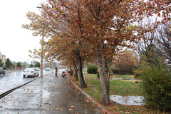 باران پاییزی در بیرجند