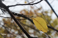 باران پاییزی در بیرجند