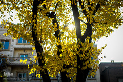پاییز۹۹-تهران - بلوار کشاورز