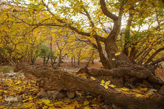 نقاشی‌ هزاررنگ پاییز در ارومیه