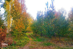 نقاشی‌ هزاررنگ پاییز در ارومیه