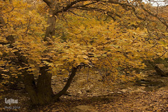 نقاشی‌ هزاررنگ پاییز در ارومیه