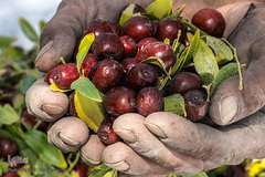 برداشت عناب، محصول استراتژیک سیوجان در شهرستان «خوسف» خراسان‌جنوبی 