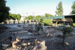 درختکاری در آرامستان ارامنه اهواز به مناسبت میلاد حضرت عیسی(ع)
