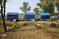 کوچ اجباری مسلمانان روهینگیایی به جزیره ای دورافتاده در بنگلادش