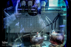 افتتاح پنجمین جشنواره ملی جهادگران علم و فناوری