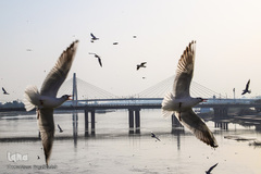 میزبانی رودخانه کارون اهواز در فصل زمستان از پرندگان مهاجر 