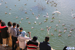 پرندگان مهاجر، مهمان رودخانه خشک شیراز