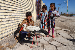 پناه آوردن پرندگان تالاب شادگان به کودکان/ خوزستان