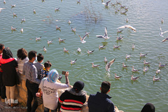 پرندگان مهاجر، مهمان رودخانه خشک شیراز