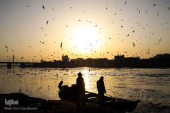 میزبانی رودخانه کارون اهواز در فصل زمستان از پرندگان مهاجر