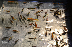 خرید شب عید در واپسین ساعات سال 99 - تبریز