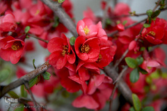 نوروز بهاری تهران