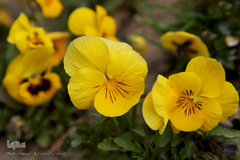 نوروز بهاری تهران