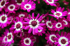 نوروز بهاری تهران