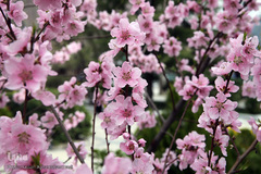 نوروز بهاری تهران