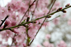 نوروز بهاری تهران