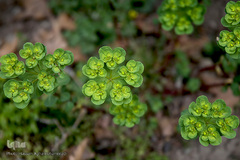 نوروز بهاری تهران