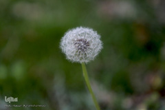 نوروز بهاری تهران