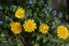 نوروز بهاری تهران