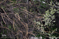 نوروز بهاری تهران