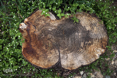 نوروز بهاری تهران