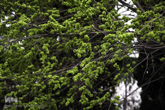 نوروز بهاری تهران