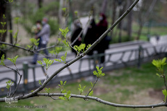 نوروز بهاری تهران
