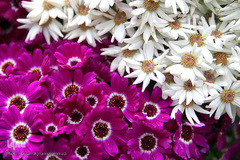 نوروز بهاری تهران