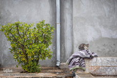 قدمگاه رضوی؛ یادگار سفر امام‌رضا(ع) به نیشابور