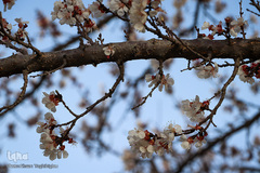 شکوفه های بهاری در زنجان