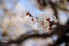 شکوفه های بهاری در زنجان