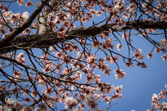 شکوفه های بهاری در زنجان