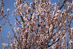 شکوفه های بهاری در زنجان