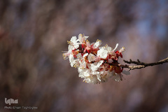 شکوفه های بهاری در زنجان