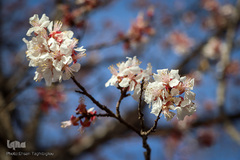 شکوفه های بهاری در زنجان