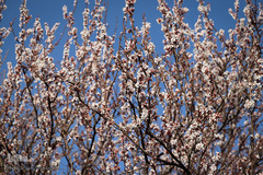 شکوفه های بهاری در زنجان