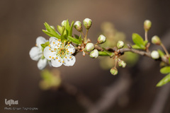 شکوفه های بهاری در زنجان