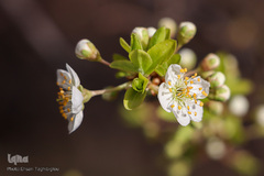 شکوفه های بهاری در زنجان