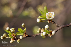 شکوفه های بهاری در زنجان