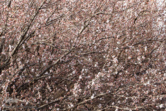 شکوفه های بهاری در زنجان