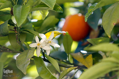 عطر خوش بهار نارنج شیراز