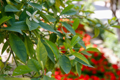 عطر خوش بهار نارنج شیراز