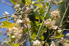 عطر خوش بهار نارنج شیراز