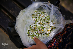 عطر خوش بهار نارنج شیراز