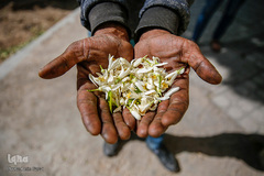 عطر خوش بهار نارنج شیراز