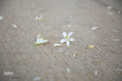 عطر خوش بهار نارنج شیراز