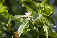 عطر خوش بهار نارنج شیراز