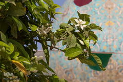 عطر خوش بهار نارنج شیراز